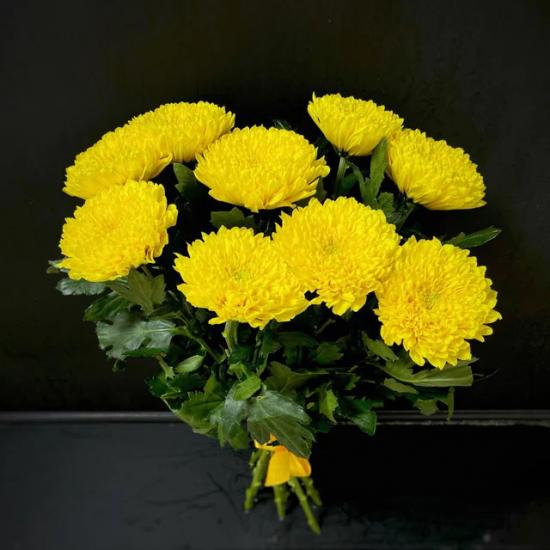 Хризантема черенок Migoli (желтая)