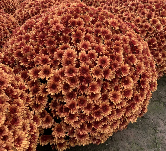 Хризантема черенок Aduro Orange