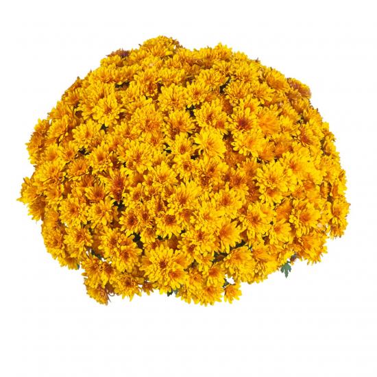 Хризантема черенок Sunbeam Flame Bicolor