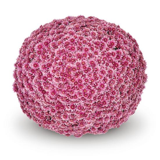 Хризантема черенок Sorini Pink (розовый)