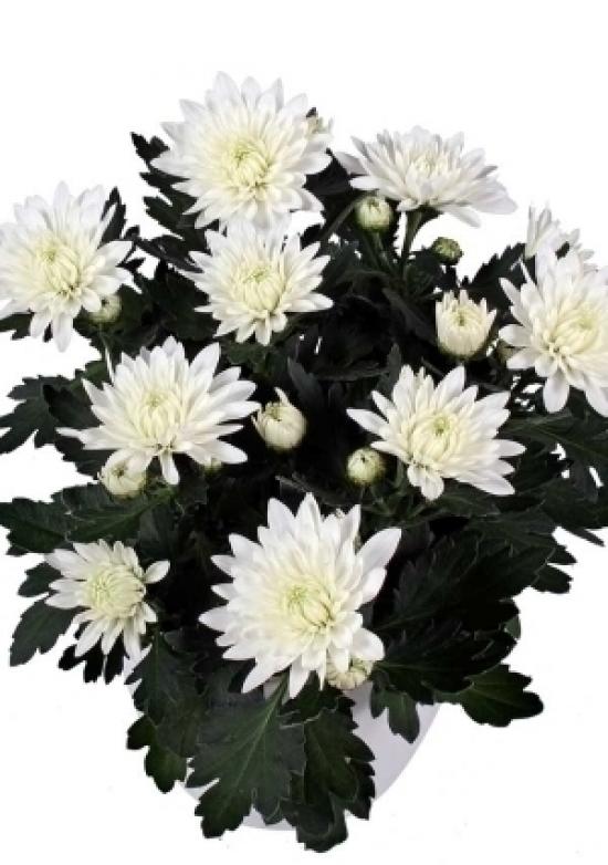 Хризантема черенок Da Vinci White (белый)