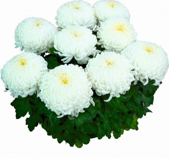 Хризантема черенок Agora Blanc (белый)