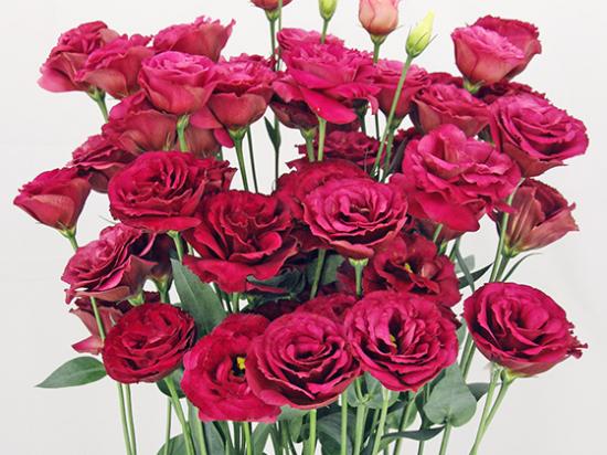 Эустома черенок Arosa 3 Red Іmp(красный)