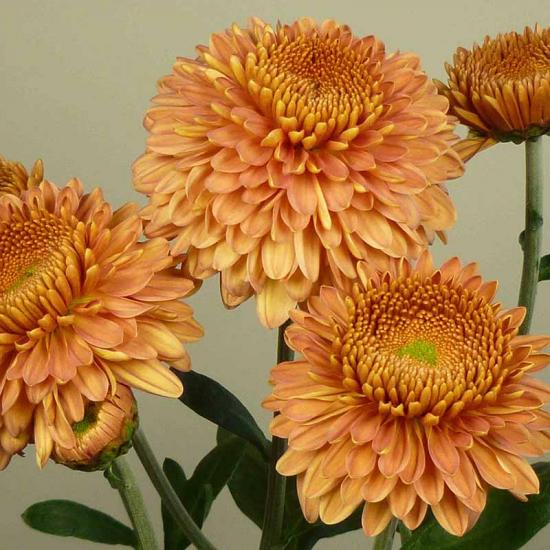 Хризантема черенок Margaret Salmon(лососевый)