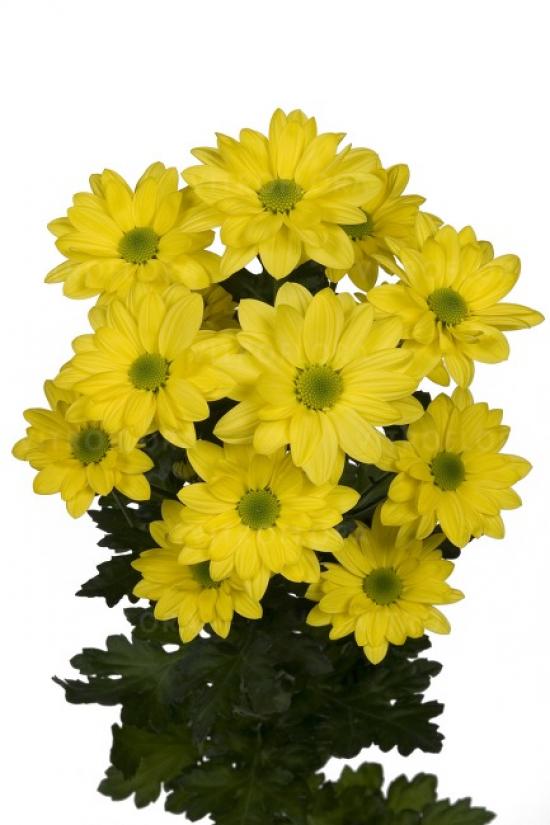 Хризантема черенок Bacardi Sunny (желтая)