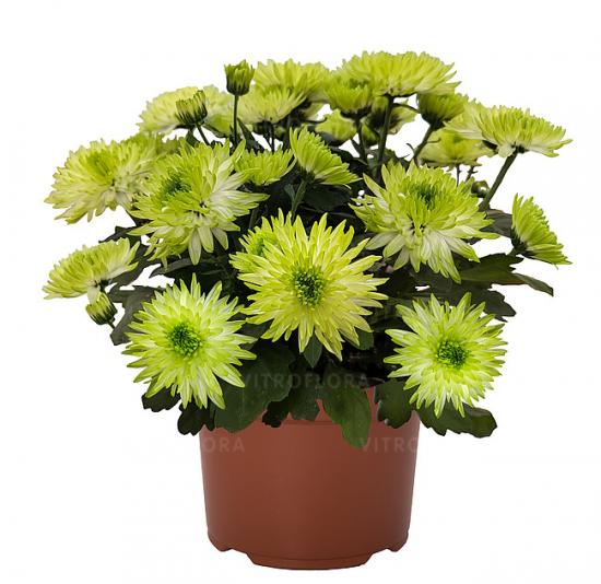 Хризантема черенок Chrystal Sublime (зеленая)