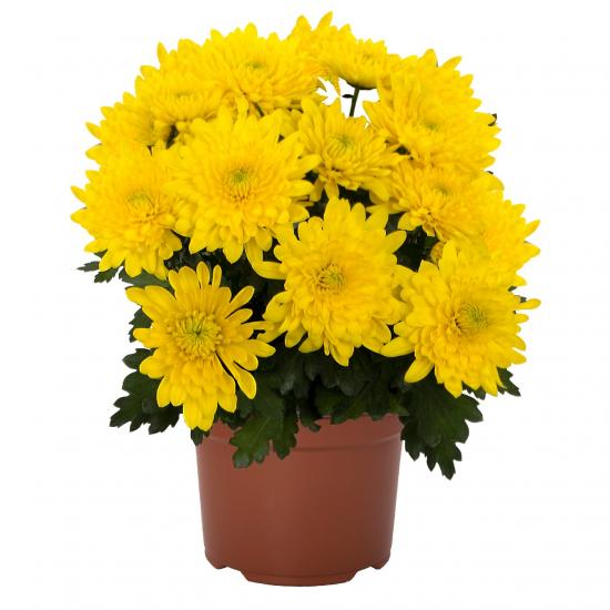 Хризантема черенок Chrystal Sunshine (желтая)