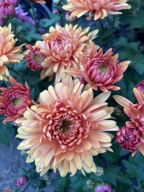 Хризантема черенок Coeur Bronze (оранжево-рожевий))