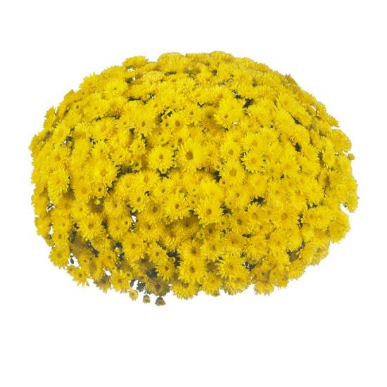 Хризантема черенок Sunbeam Cruise Yellow