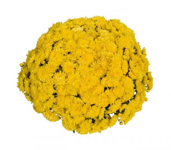 Хризантема черенок Sunbeam Desire Golden (желтая)