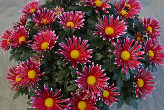 Хризантема черенок Radiant Fanfan Deep