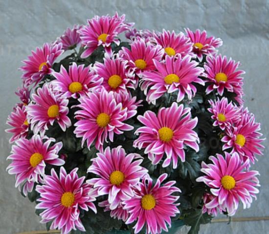 Хризантема черенок Radiant Light