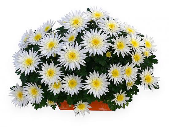 Хризантема черенок Radiant Mousseline