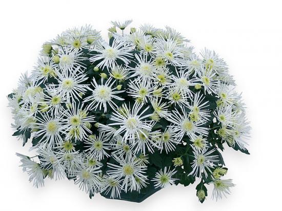 Хризантема черенок Radiant Blanc