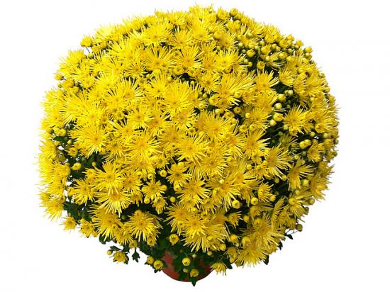 Хризантема черенок Radiant Jaune