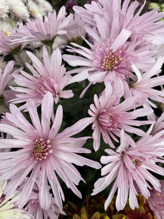 Хризантема черенок Radiant Rythme