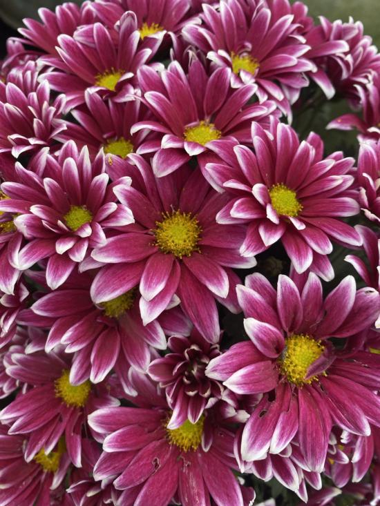 Хризантема черенок Rainbow Ballad