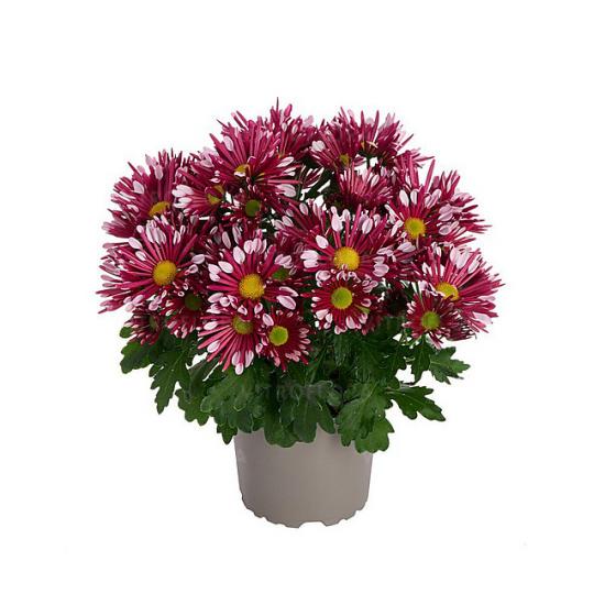 Хризантема черенок Splash Loki Pink