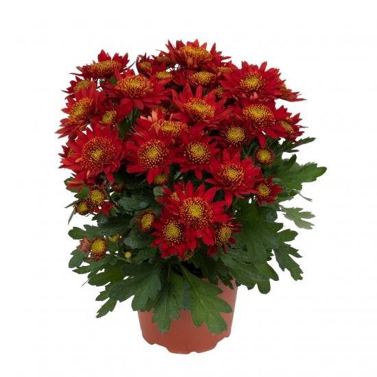 Хризантема черенок Suntaste Red Imp.