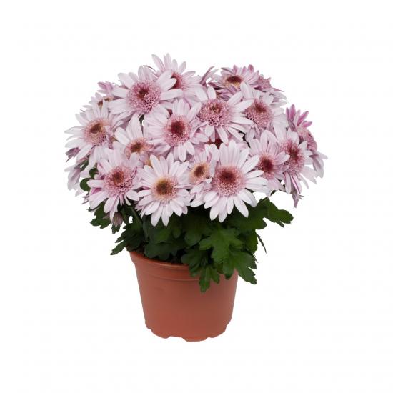 Хризантема черенок Suntaste Pink