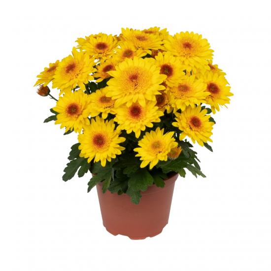 Хризантема черенок Suntaste Yellow