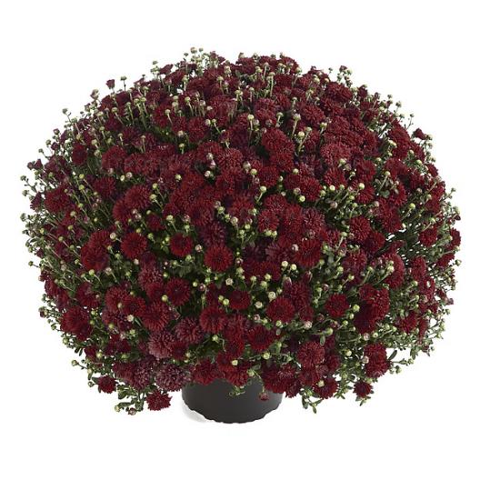 Хризантема черенок Harlem Red