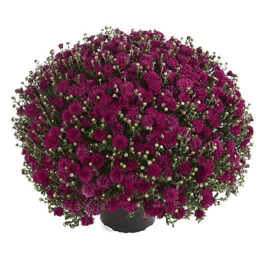 Хризантема черенок Harlem Purple