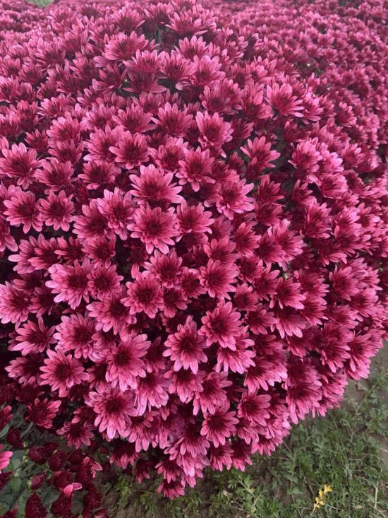 Хризантема черенок Aduro Violet