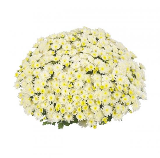 Хризантема черенок Ditto White