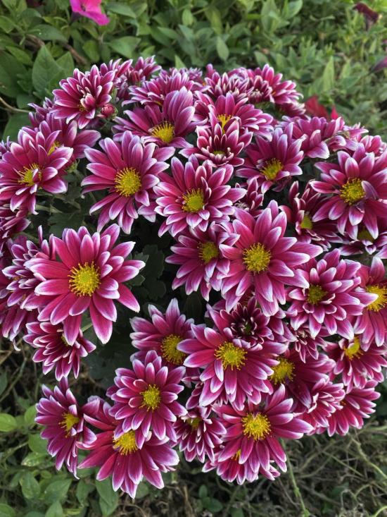 Хризантема черенок Salto Violet Blanc