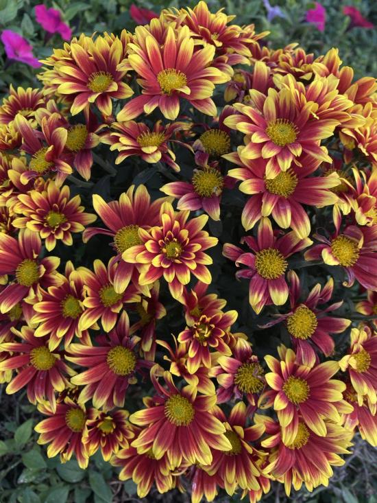 Хризантема черенок Ciotat Red-Gold