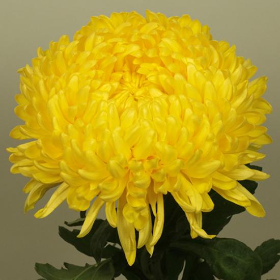 Хризантема черенок Кремист Sunny (желтая)