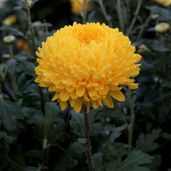 Хризантема черенок Кремист (желтая)