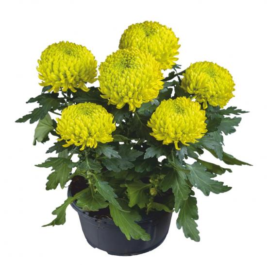 Хризантема черенок Jade Green