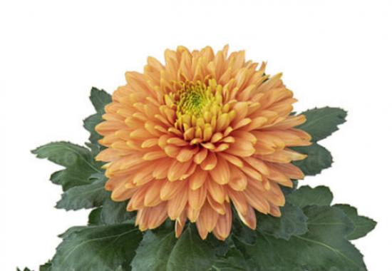 Хризантема черенок Sunkiss Mangue