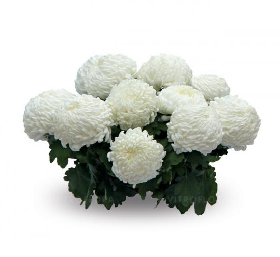 Хризантема черенок Sunberry White