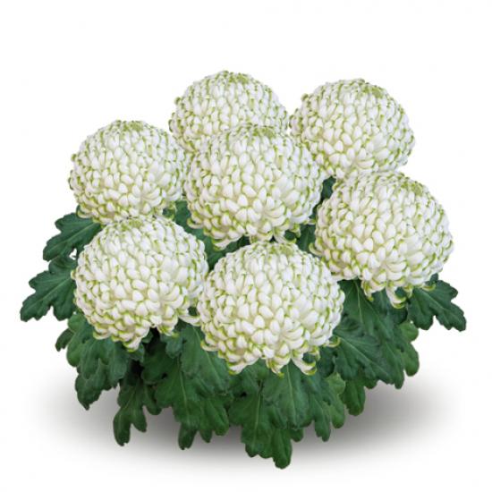 Хризантема черенок Greenstar