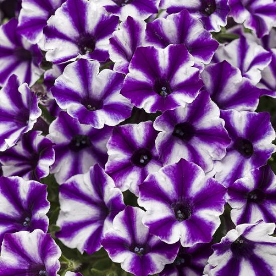 Supertunia mini Vista Violet Star