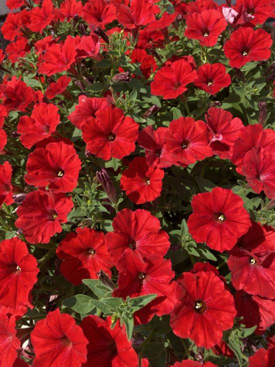 Supertunia  Vista Strawberry