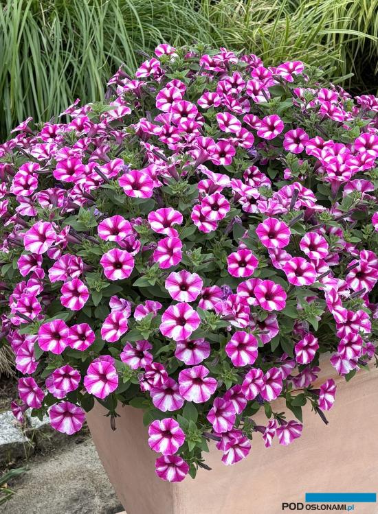 Supertunia  Vista Raspberry Star