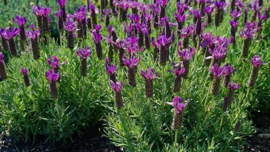 Лаванда La Diva  Big Night (фиолетовая) рассада