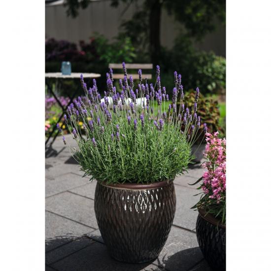 Лаванда La Diva  Imperial  (фиолетовая) рассада