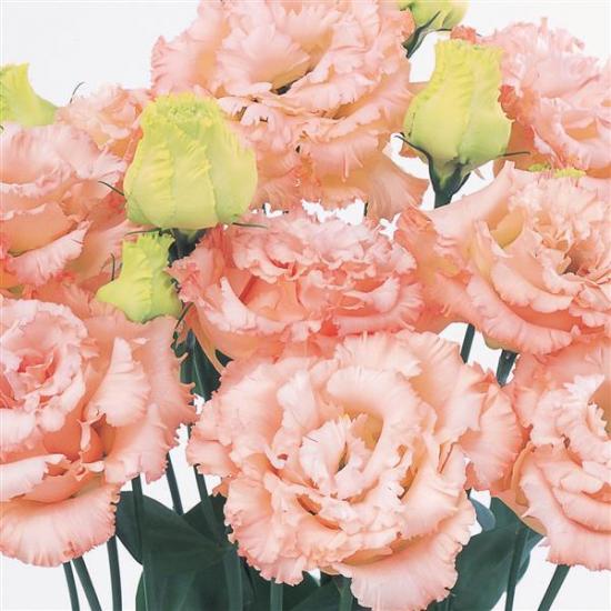 Еустома саджанець Alissa 2 Light Apricot Imr(абрикосова)