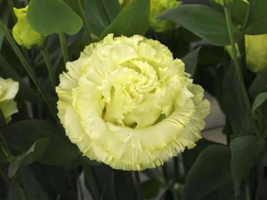 Эустома черенок Corelli 3 Yellow  Impr. (желтая)