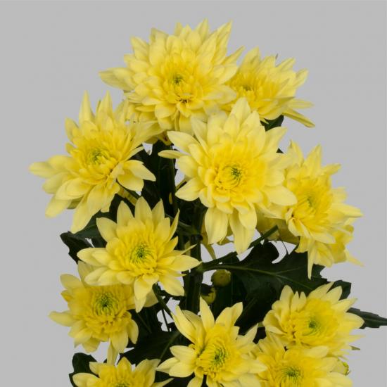 Хризантема саженец Pastela Cream (кремовая)