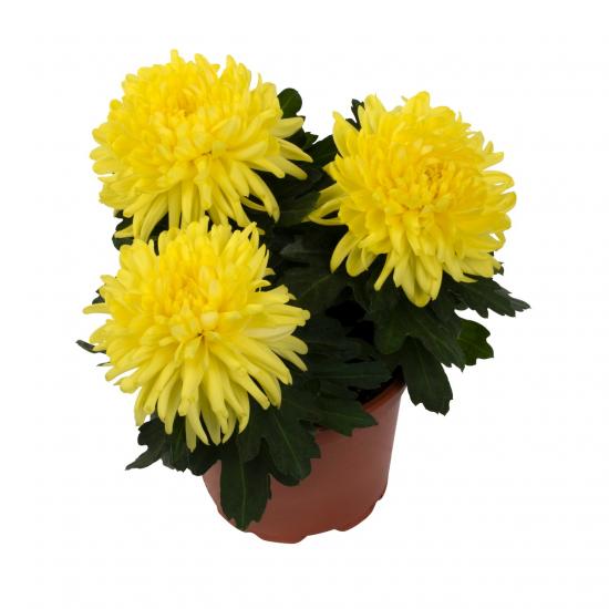 Хризантема черенок Cosmo Compact Yellow (желтый)