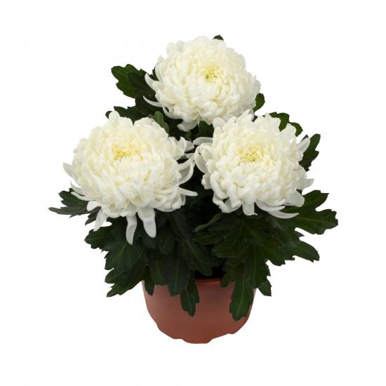 Хризантема черенок Cosmo Compact White (белый)