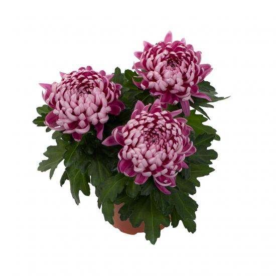 Хризантема черенок Cosmo Compact  Purple (фиолетовый)