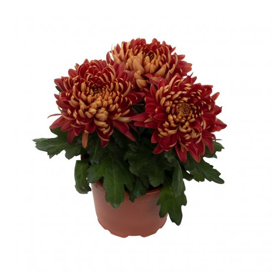 Хризантема саджанець Cosmo Compact Bronze (бронзова)