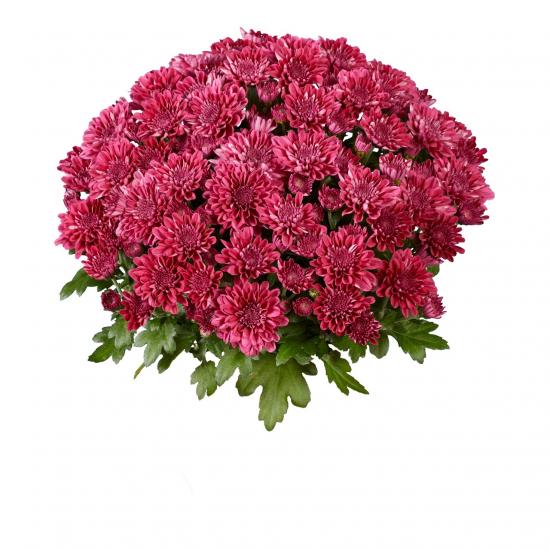 Хризантема черенок Late Ballon Purple
